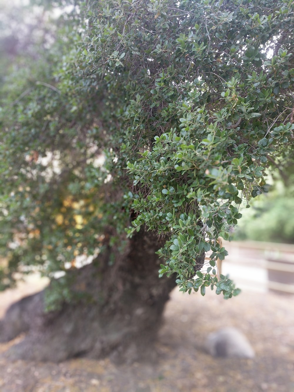 IMG_20180520_163103-resized