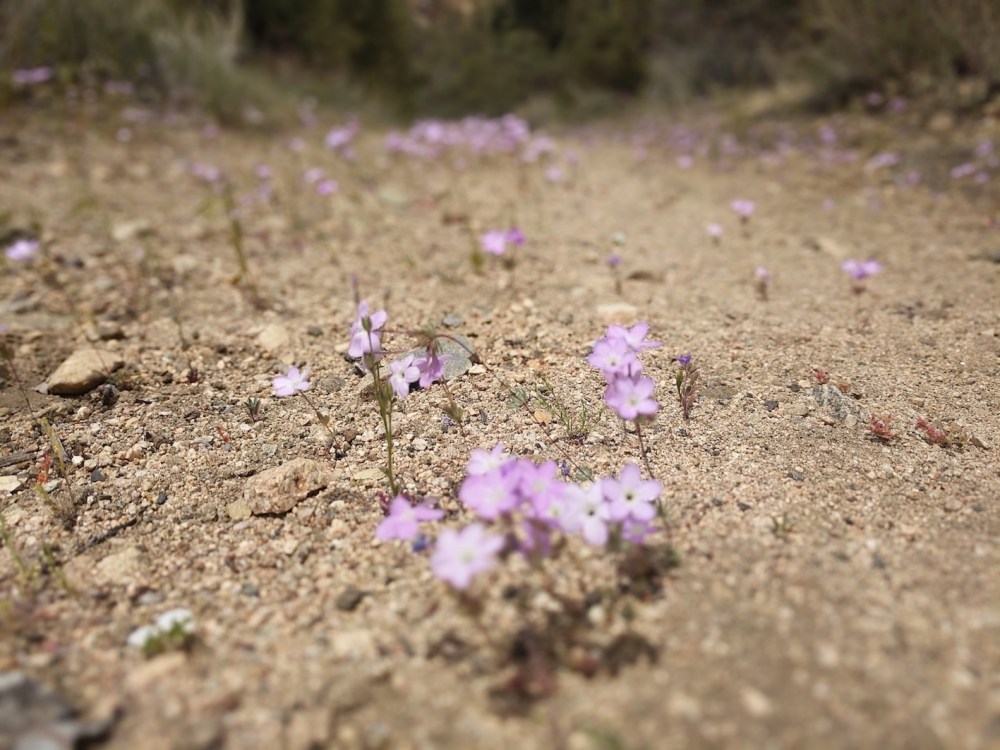 IMG_20180506_132724-resized