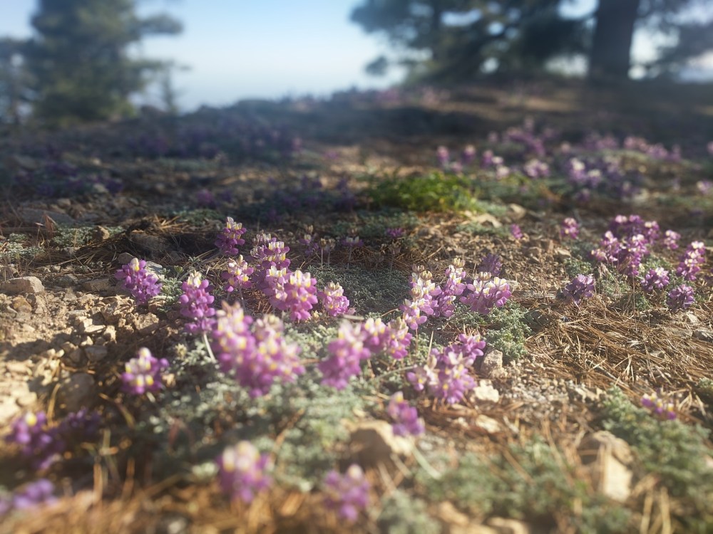 IMG_20180603_174249-resized