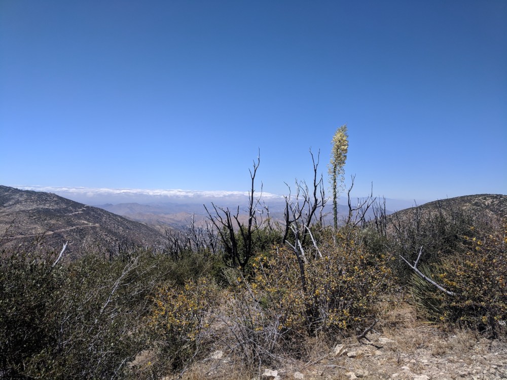 IMG_20180617_132325-resized