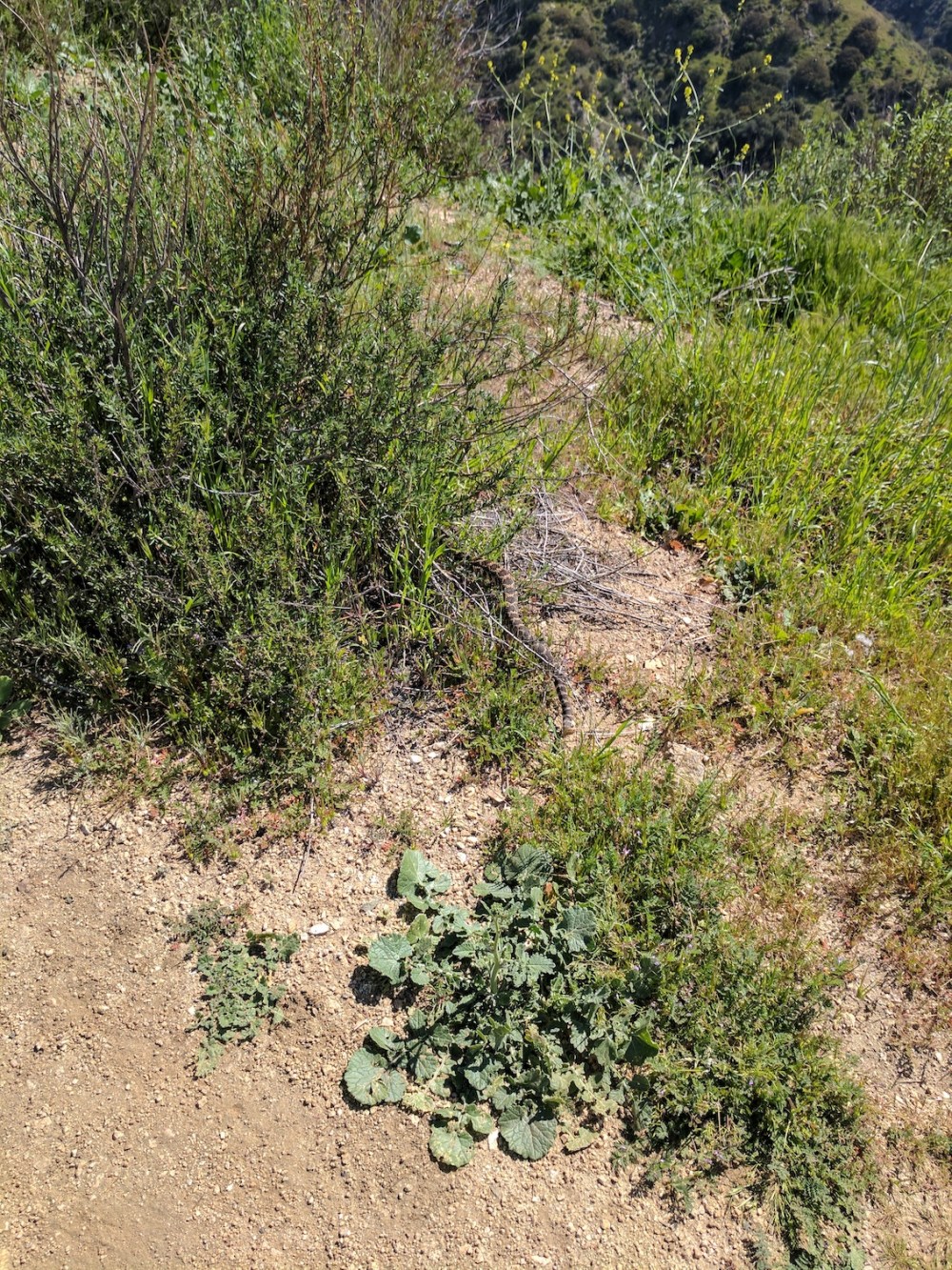 IMG_20170312_114031-resized