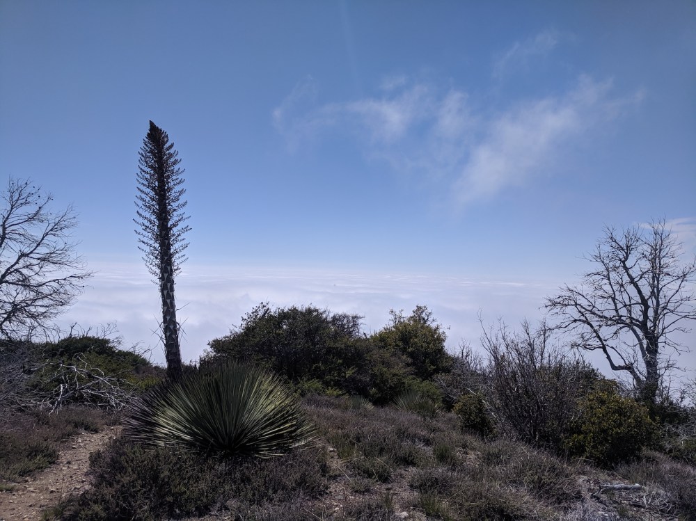 IMG_20190509_151336_resized