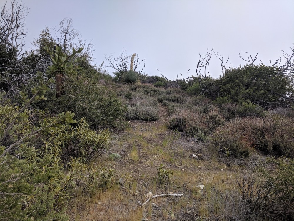 IMG_20190509_161234_resized