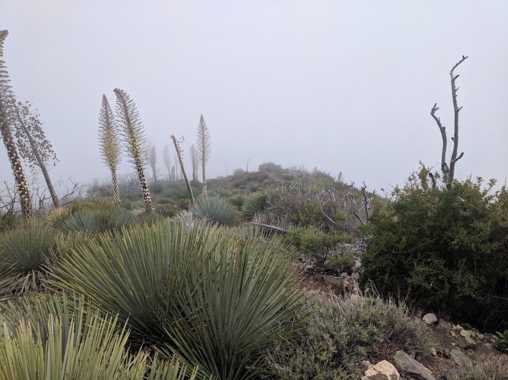 IMG_20190509_161705_resized