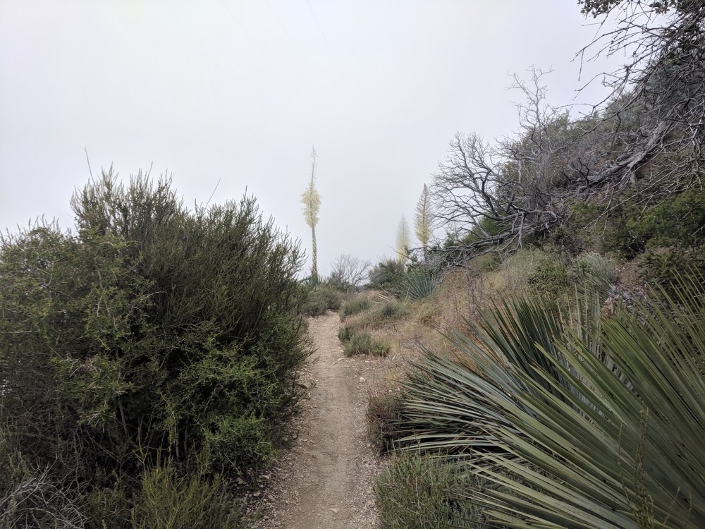 IMG_20190509_164915_resized