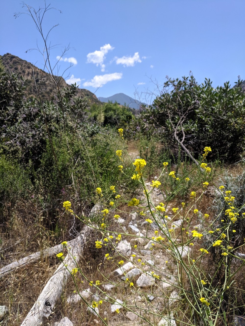 IMG_20190512_123254_resized