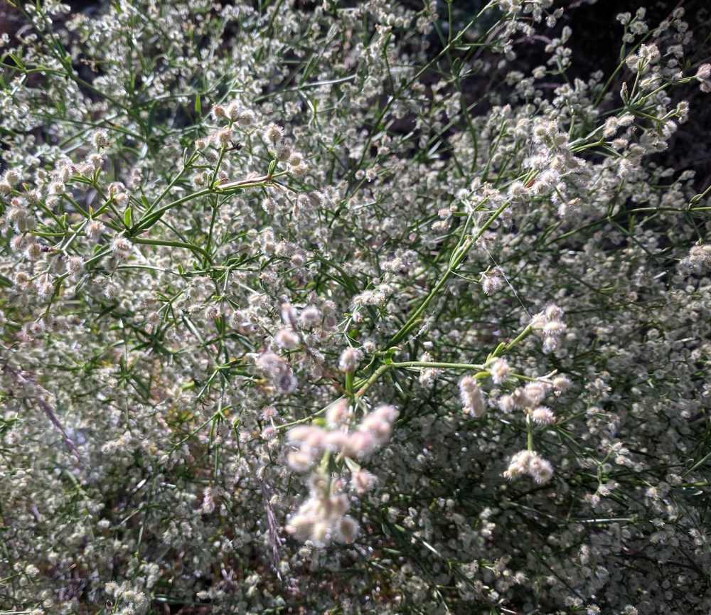 IMG_20190803_101630_resized