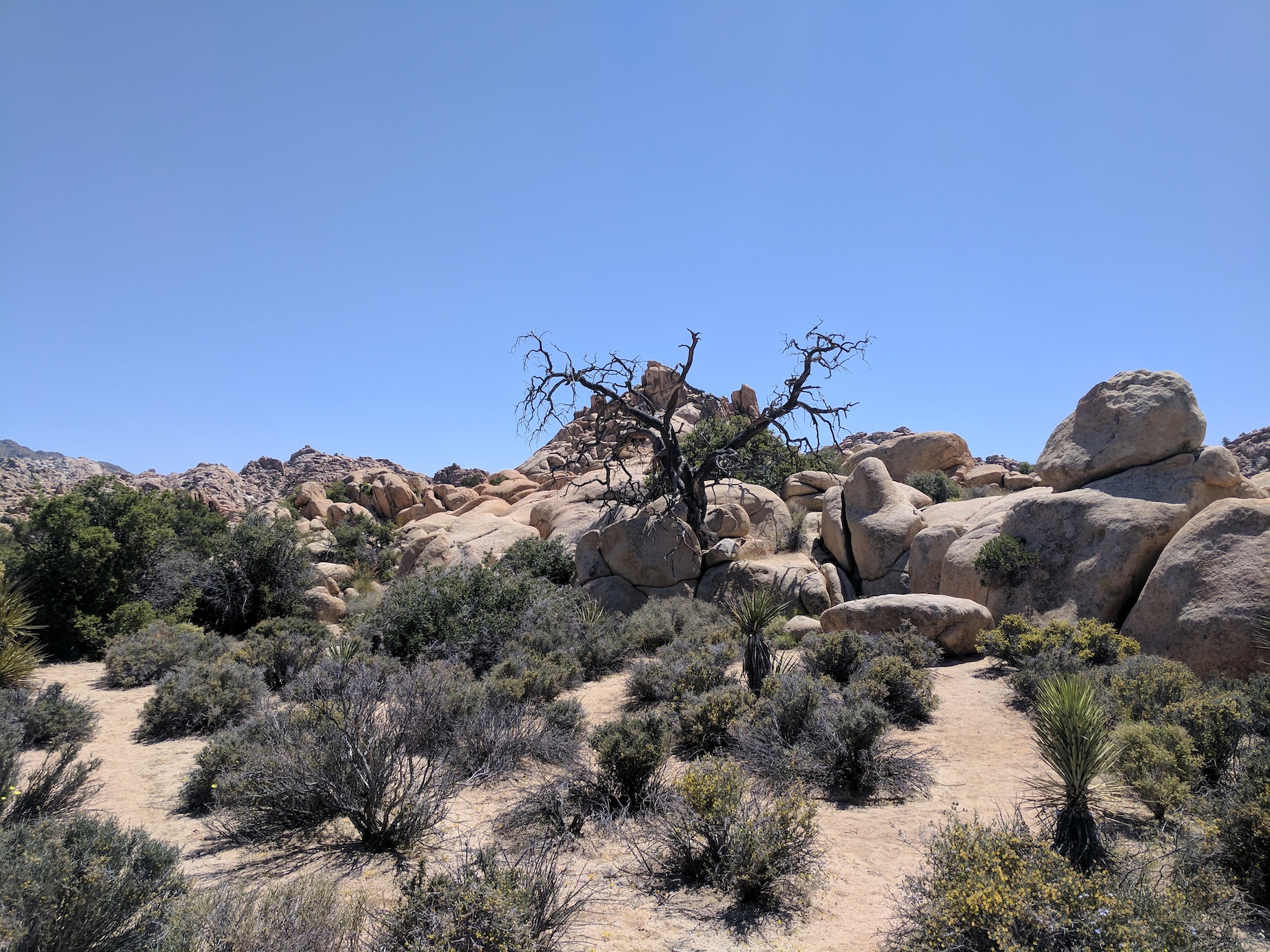 IMG_20170415_130852_resized