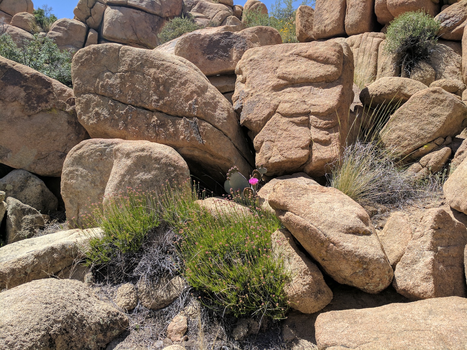 IMG_20170415_132118_resized