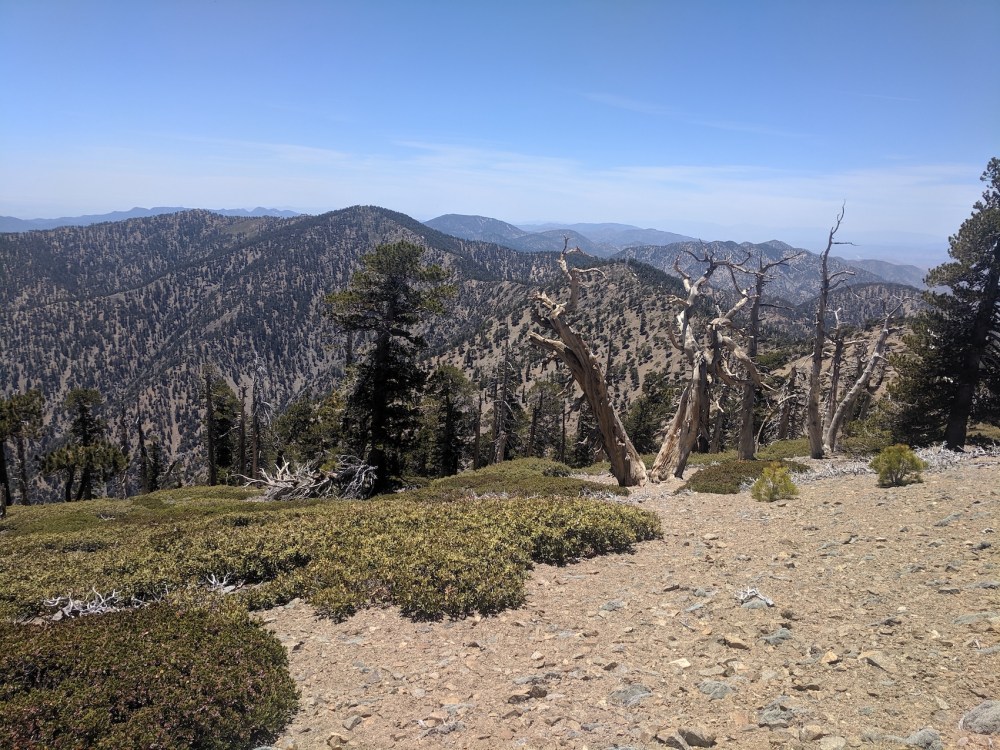 IMG_20190609_133321_resized