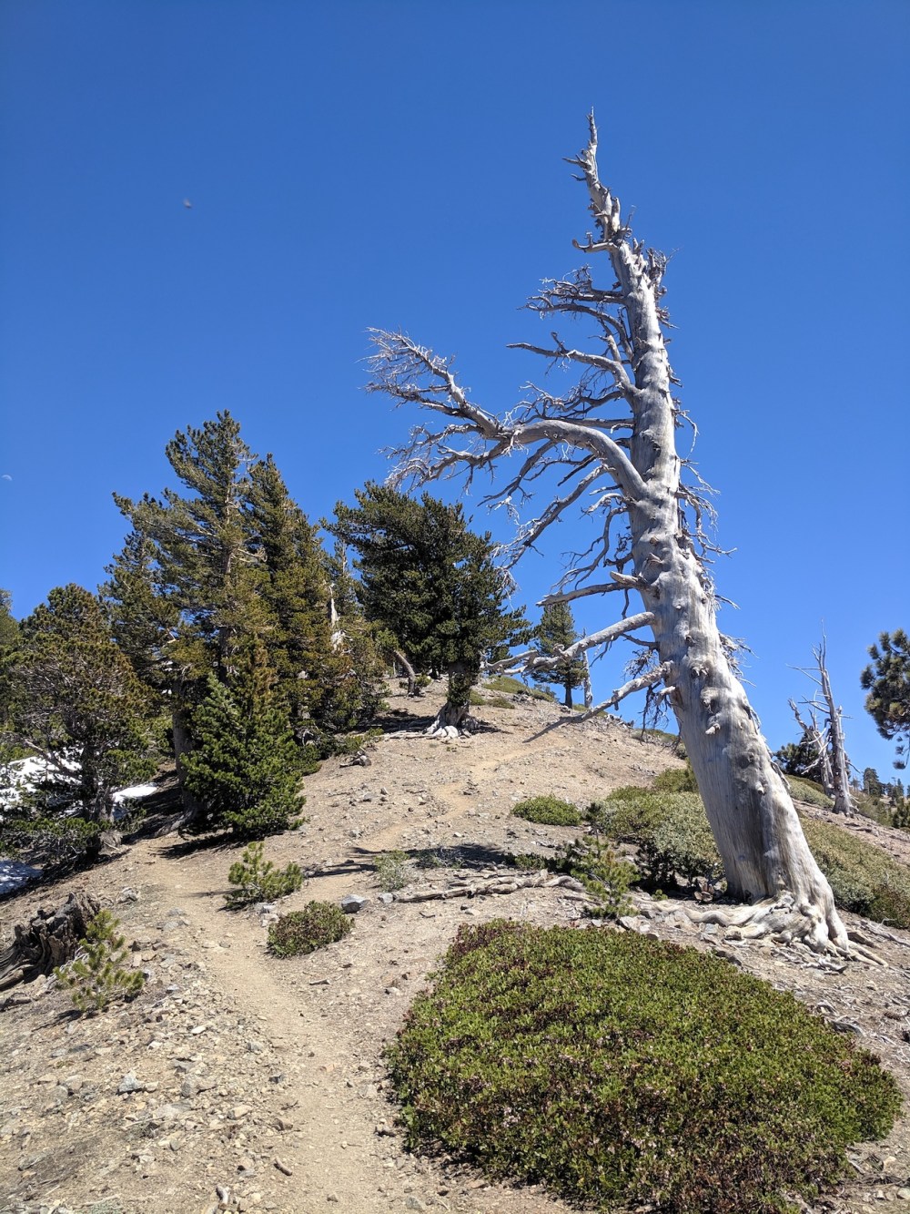 IMG_20190609_141428_resized