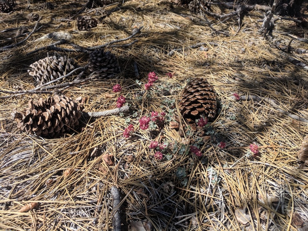 IMG_20190811_105228_resized