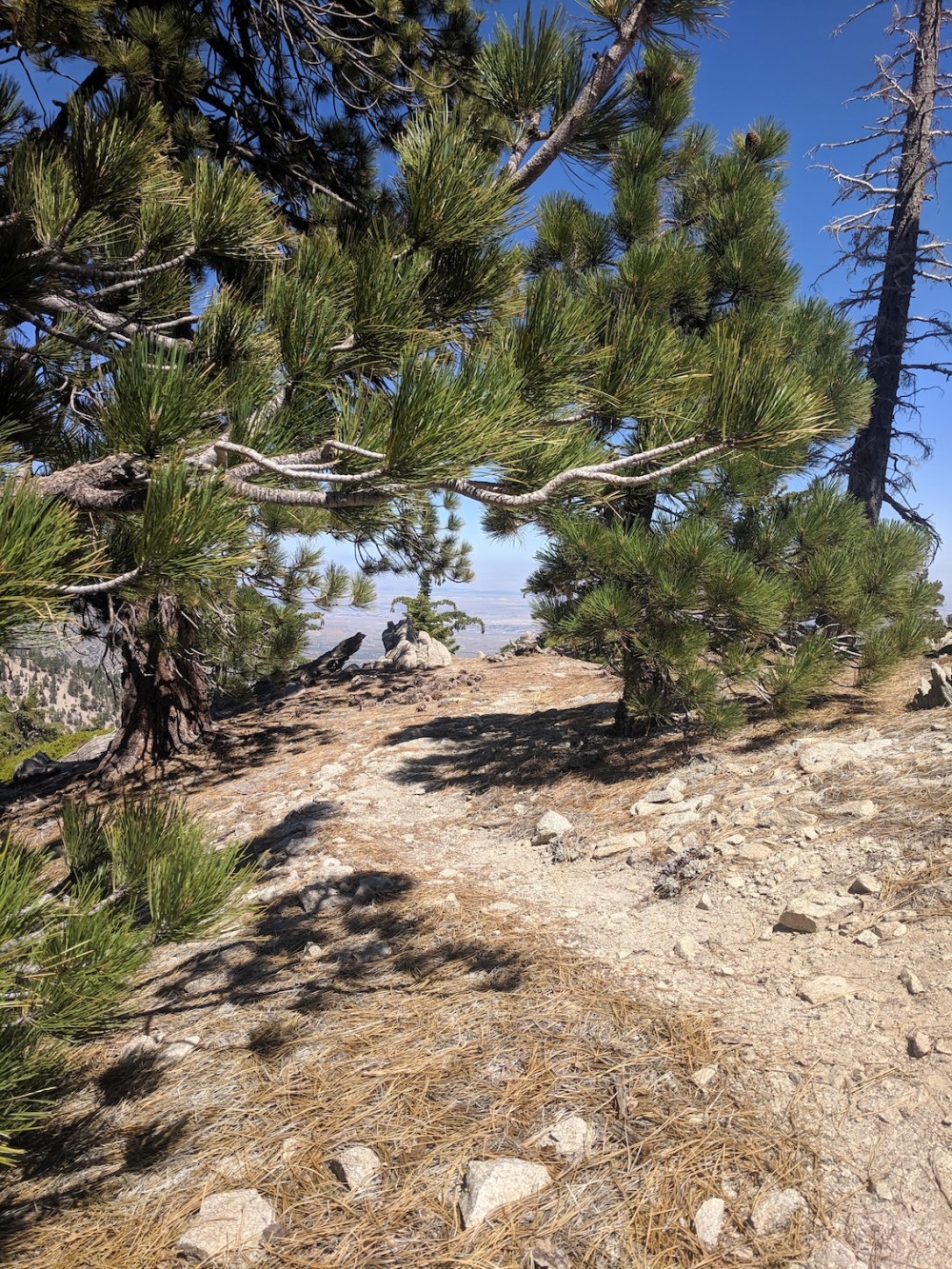 IMG_20190811_110033_resize