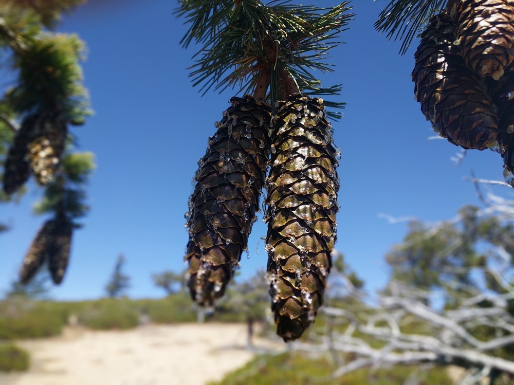 IMG_20190811_114352_resized