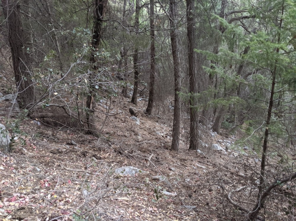 IMG_20191109_163832_resized