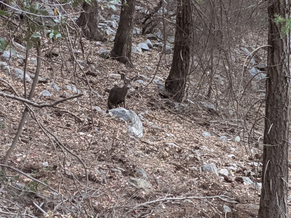 IMG_20191109_163842_resized