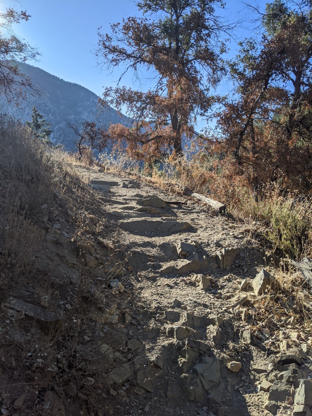 IMG_20191117_083051_resized