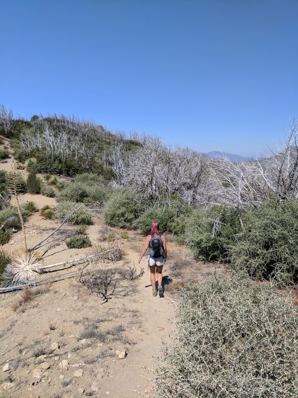 IMG_20170917_120641_resized