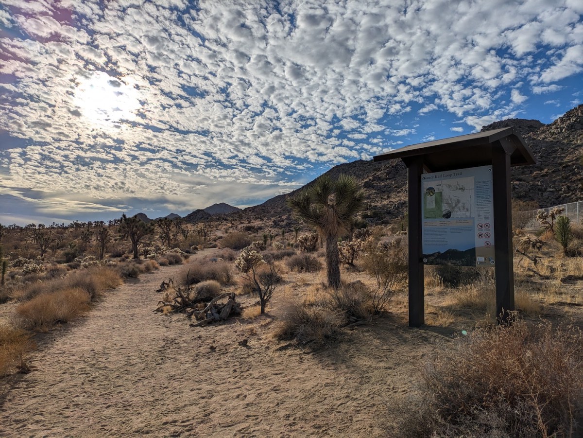Joshua Tree: Nancy Karl Loop – Emily T. Troscianko